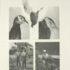 Living and dead White-tailed Wattled Pheasants; Dyak hunters and trappers.