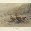 Red Junglefowl  (Gallus gallus).