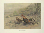 Red Junglefowl  (Gallus gallus).