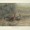 Ceylon Junglefowl (Gallus lafayetti).