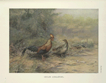Ceylon Junglefowl (Gallus lafayetti).