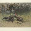 Grey Junglefowl (Gallus sonnerati).