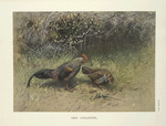 Grey Junglefowl (Gallus sonnerati).