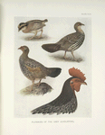 Plumages of the Grey Junglefowl.