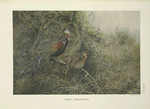 Javan Junglefowl (Gallus varius).