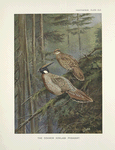The common Koklass pheasants (Pucrasia macrolopha macrolopha).