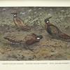 Kashmir Koklass Pheasants (Pucrasia macrolopha Biddulphi) [upper left-hand fig.]; Western Koklass Pheasants (Pucrasia macrolopha castanea) [lower fig.]; Nepal Koklass Pheasants (Pucrasia macrolopha nipalensis) [right-hand fig.].