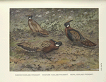 Kashmir Koklass Pheasants (Pucrasia macrolopha Biddulphi) [upper left-hand fig.]; Western Koklass Pheasants (Pucrasia macrolopha castanea) [lower fig.]; Nepal Koklass Pheasants (Pucrasia macrolopha nipalensis) [right-hand fig.].