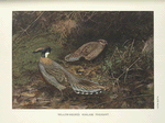 Yellow-necked Koklass Pheasants (Pucrasia xanthopila xanthopila).