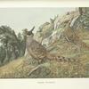 CheerPheasants (Catreus wallichii).