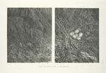 Nest and eggs of the Cheer Pheasant.