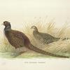 Rion Caucasian Phesant (Phasianus colchicus colchicus).