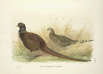 Rion Caucasian Phesant (Phasianus colchicus colchicus).