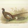 Prince of Wales's Pheasant (Phasianus colchicus principalis)
