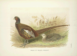 Prince of Wales's Pheasant (Phasianus colchicus principalis)
