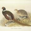 Kirghiz Mongolian Pheasant (Phasianus colchicus mongolicus).