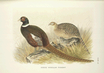 Kirghiz Mongolian Pheasant (Phasianus colchicus mongolicus).