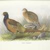 Tarim Pheasant (Phasianus colchicus tarimensis)