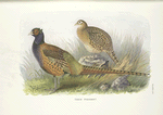 Tarim Pheasant (Phasianus colchicus tarimensis)