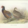 Strauch's Pheasant (Phasianus colchicus strauchi).