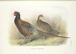 Strauch's Pheasant (Phasianus colchicus strauchi).