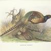 Kweichow Pheasant (Phasianus colchicus decollatus).