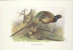 Kweichow Pheasant (Phasianus colchicus decollatus).