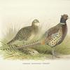 Formosa Ring-necked Pheasant (Phasianus colchicus formasanus).