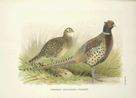Formosa Ring-necked Pheasant (Phasianus colchicus formasanus).