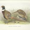 Manchurian Ring-necked Pheasant (Phasianus colchicus pallasi).