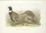 Manchurian Ring-necked Pheasant (Phasianus colchicus pallasi).