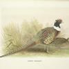 Kobdo Pheasant (Phasianus colchicus hagenbecki).