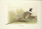 Kobdo Pheasant (Phasianus colchicus hagenbecki).