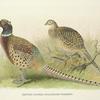 Eastern Chinese Ring-necked Phaesant (Phasianus colchicus torquatus).