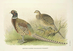 Eastern Chinese Ring-necked Phaesant (Phasianus colchicus torquatus).