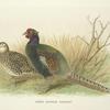Green Japanese Pheasant (Phasianus versicolor).