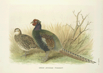 Green Japanese Pheasant (Phasianus versicolor).