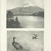 Home of the  Japanese Green Pheasant ; Japanese Pheasant by Hokasai.
