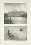 Home of the  Japanese Green Pheasant ; Japanese Pheasant by Hokasai.