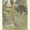 Reeves's Pheasant (Syrmaticus reevesi).