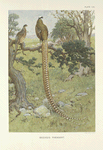 Reeves's Pheasant (Syrmaticus reevesi).