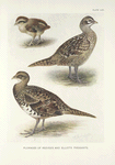 Plumages of Reeves's and Elliot's Pheasants: 1. (Syrmaticus ellioti) Chick in down, one week old;  2. (Syrmaticus ellioti) Juvenile plumage, white-throated phase, two and a half months old;  3. (Syrmaticus reevesi) Juvenile plumage, five weeks old.