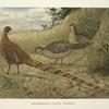 Soemmering's Copper Pheasant (Syrmaticus soemmerringi soemmerringi).