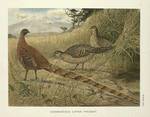 Soemmering's Copper Pheasant (Syrmaticus soemmerringi soemmerringi).