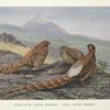 Scintillating Copper Pheasant (Syrmaticus soemmerringi scintillas) [left-hand fig.]; Ijima's Copper Pheasant (Syrmaticus soemmerringi ijimae) [right-hand fig.]