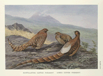Scintillating Copper Pheasant (Syrmaticus soemmerringi scintillas) [left-hand fig.]; Ijima's Copper Pheasant (Syrmaticus soemmerringi ijimae) [right-hand fig.]