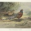 Hume's Barred-necked Pheasant ( (Syrmaticus humiae humiae).