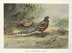 Hume's Barred-necked Pheasant ( (Syrmaticus humiae humiae).