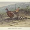 Burmese Barred-backed Pheasant (Syrmaticus humiae burmanicus).