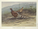 Burmese Barred-backed Pheasant (Syrmaticus humiae burmanicus).